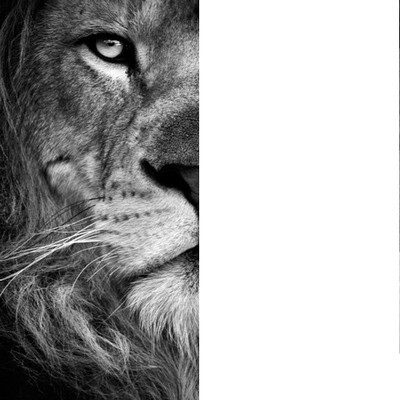 Lion Photomontage