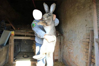 lapin Montaje fotografico