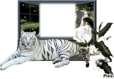 tigre blanc Fotomontaža