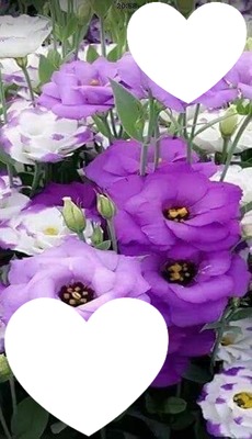 Ma petite violette Fotomontaggio