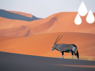 Il manque de l'eau dans un desert Montage photo
