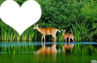 biche et fanon2 Montage photo