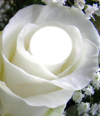 rosa blanca Montaje fotografico