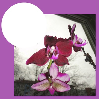 ROTER ORCHIDEENGRUSS Montage photo
