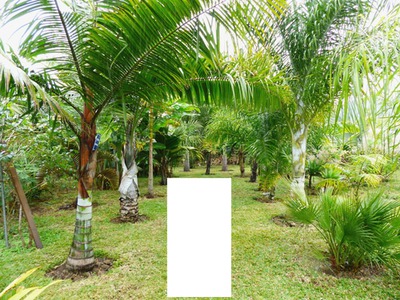 palmier Фотомонтаж