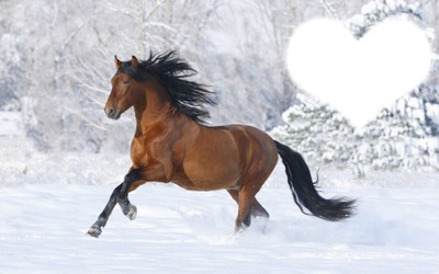 cheval au galop dans la neige Photo frame effect