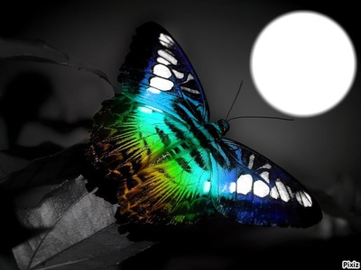 *Papillon de nuit* Photo frame effect