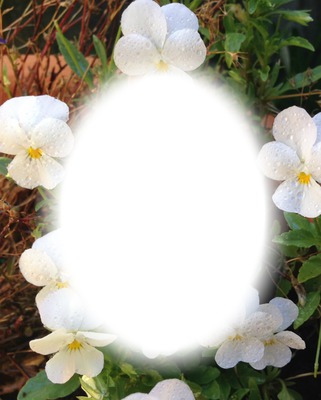 white flowers Fotomontasje