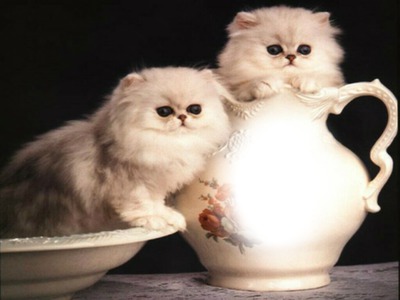 gatos persas Fotomontáž