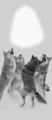 Wolves Fotomontage