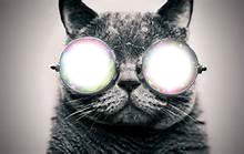 chat à lunettes Fotómontázs