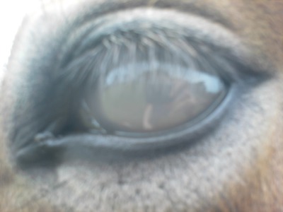oeil cheval Fotómontázs