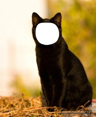 kara kedi Fotomontage