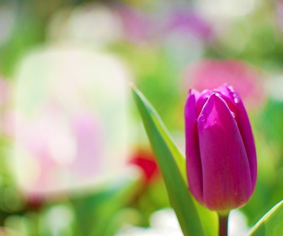 Pink Tulip Fotomontaža