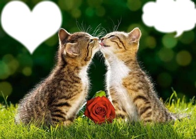 2 chatons amoureux Fotomontaggio
