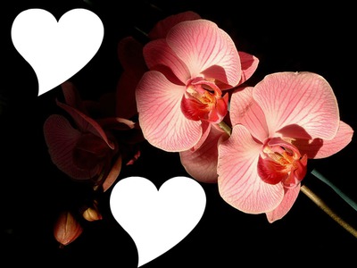 Coeur Orchidée Montage photo