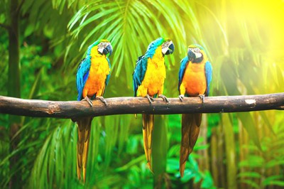 Papagei Fotomontage