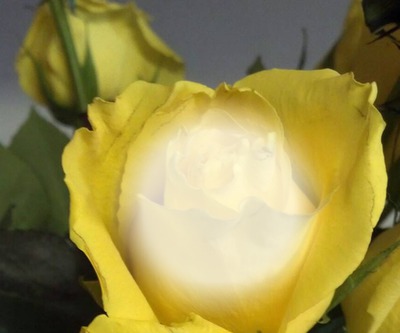 yellow rose Photo frame effect