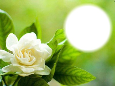 Rose blanche Fotomontaż