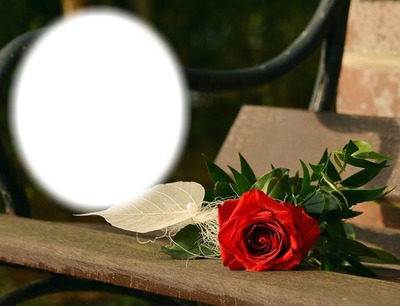 Rose rouge sur un banc Photo frame effect