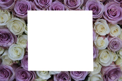 rosas lilas Montaje fotografico