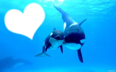 amour d'orque Montaje fotografico