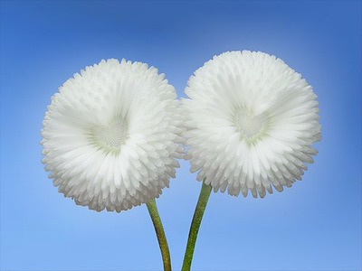 flores de corazón blancas フォトモンタージュ