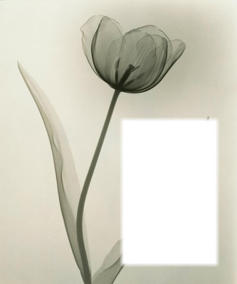 Tulipe Photomontage