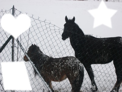 chevaux sous la neige Photo frame effect