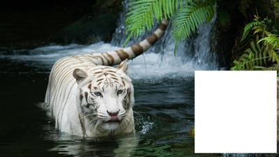 "witte tijger" Fotomontaggio