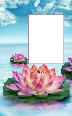 flor de loto. Photomontage