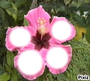 Hibiscus Photo frame effect