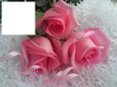Cadre avec roses Photo frame effect