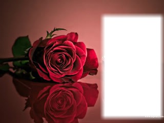 rosa romantico Fotomontaža