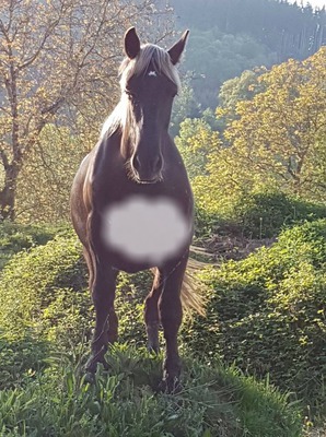 cheval Montage photo