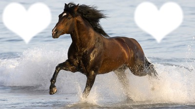 Le cheval <3 Fotomontáž