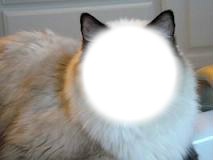 My cat's face Photomontage