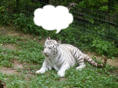 tigre blanc Valokuvamontaasi