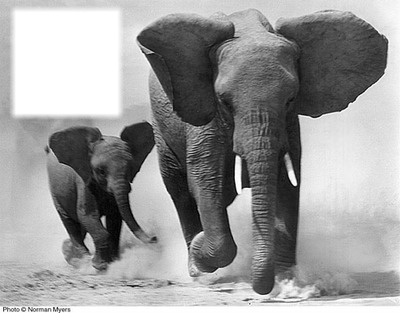 elephant Fotómontázs