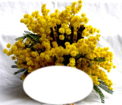 mimosa de la cote d'azur Photo frame effect