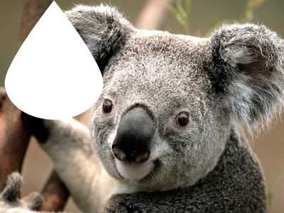 le koala souriant フォトモンタージュ