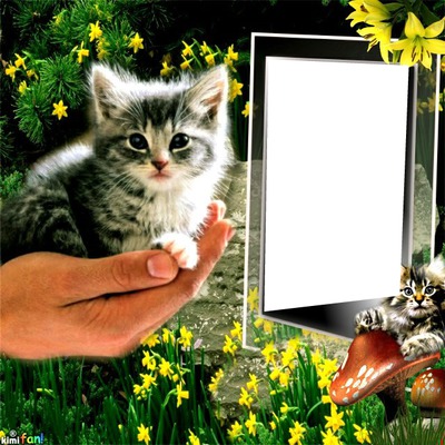 Cadre chatons Fotomontage