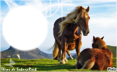 Les chevaux Photo frame effect