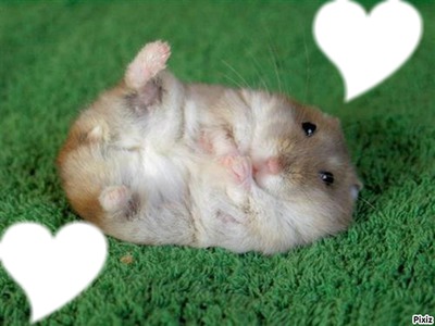 coeur hamster Montaje fotografico