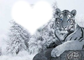 tigre en hiver Fotomontaggio