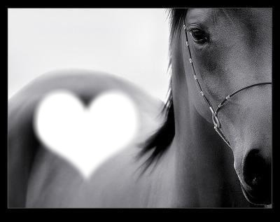 love horse Photo frame effect