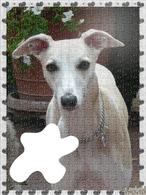 whippet puzzle Photo frame effect