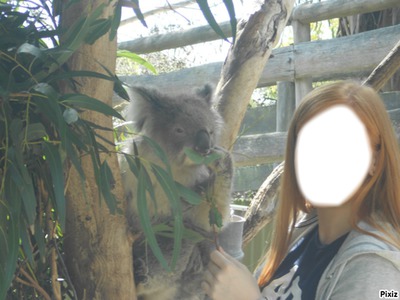 koala Photo frame effect