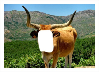 Fotomontagem Boi Pixiz