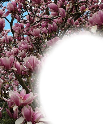 magnolias Fotomontage